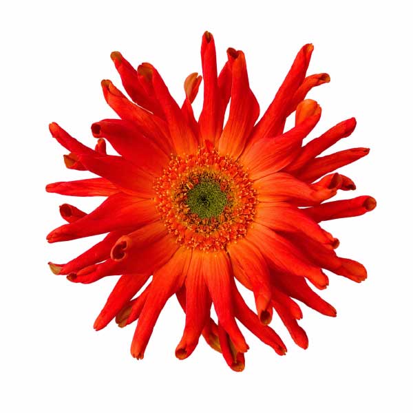 Mini Gerbera Marinara