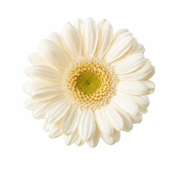 Mini Gerbera Monza