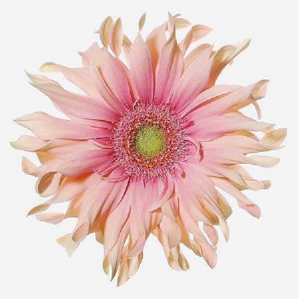 Mini Gerbera Pasta Rosatta