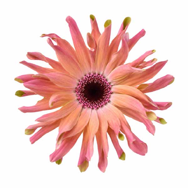 Mini Gerbera Pastini Pesaro