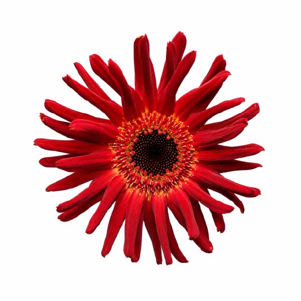 Mini Gerbera Pastini Soiree