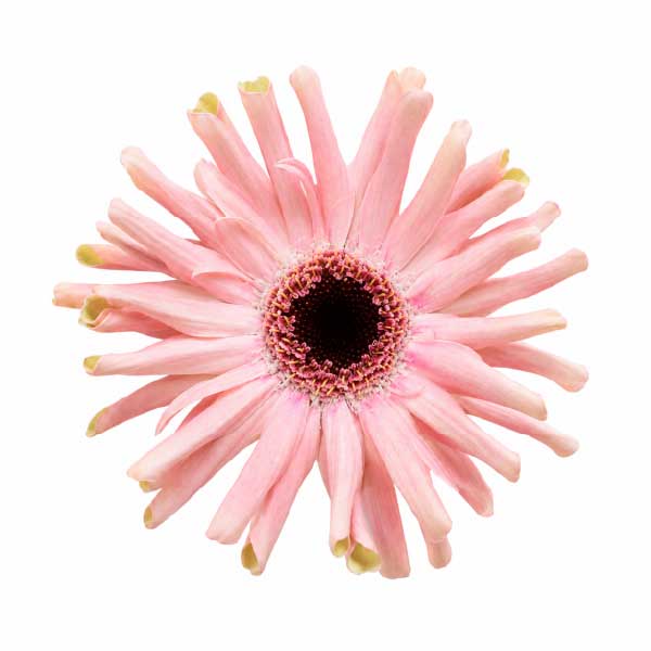 Mini Gerbera Pastini Vittoria