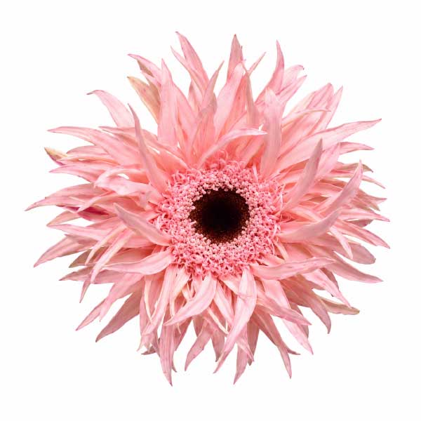 Mini Gerbera Spider Cream Spin
