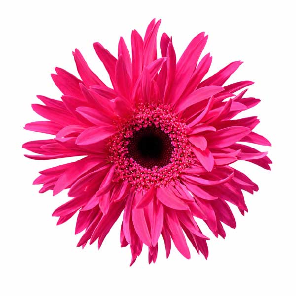 Mini Gerbera Spider Score