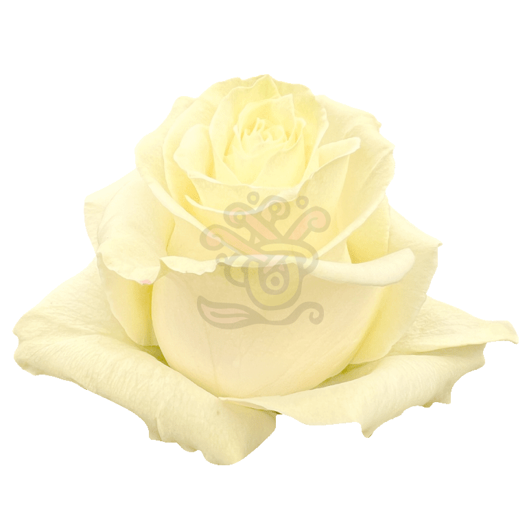 Mondial Roses White 2