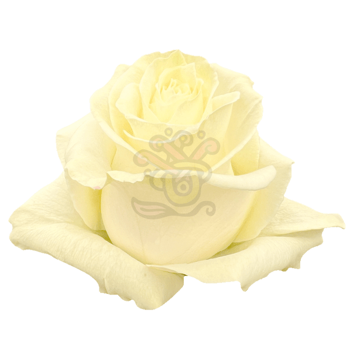 Mondial Roses White 2