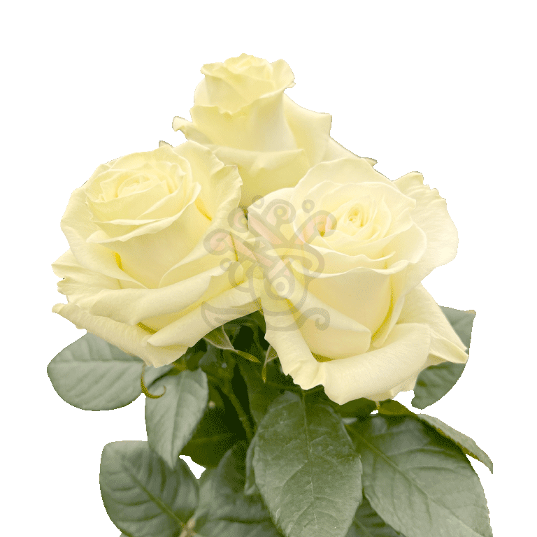 Mondial Roses White 3