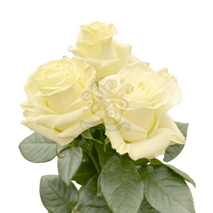 Mondial Roses White 3