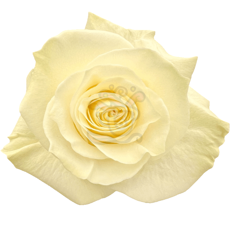 Mondial Roses White