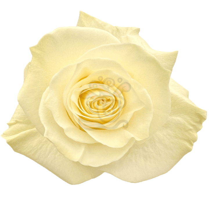 Mondial Roses White