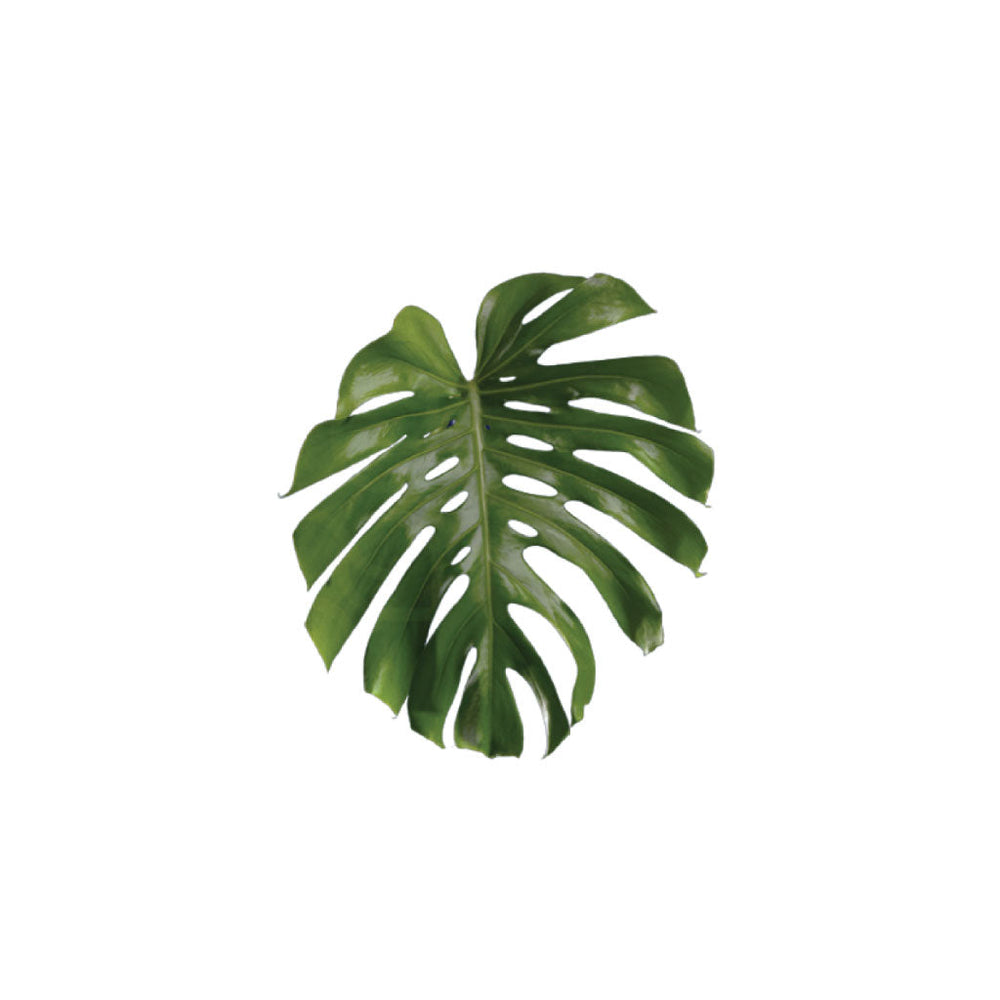 monstera Leaf Small • Asiri Blooms