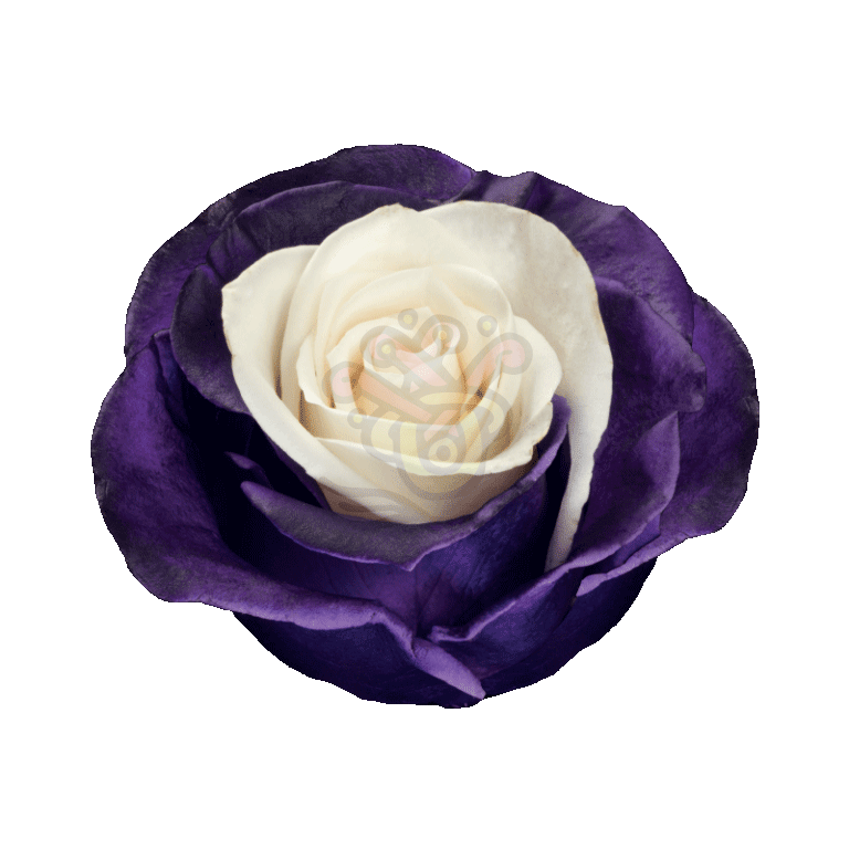 Moonlight Tinted Roses 2