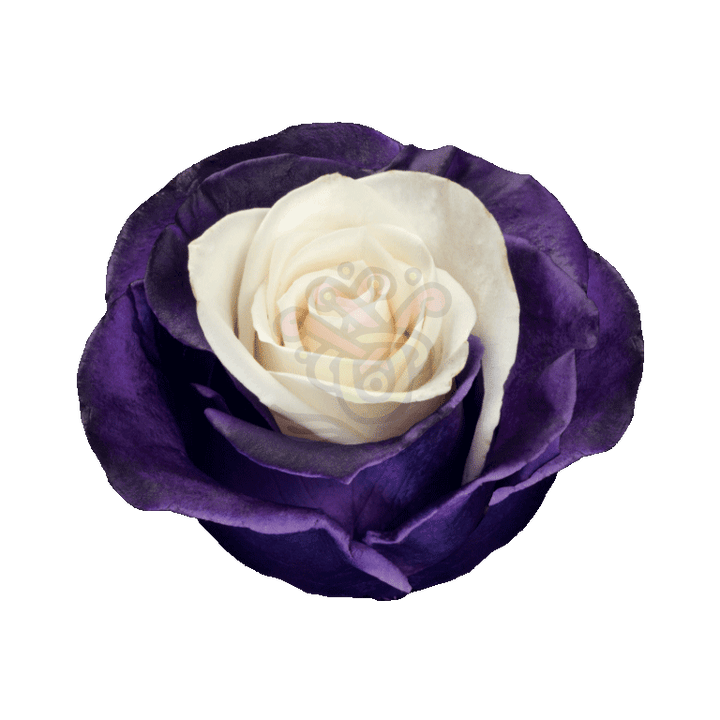 Moonlight Tinted Roses 2