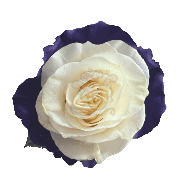 Moonlight Tinted Roses