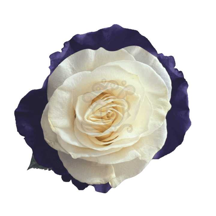 Moonlight Tinted Roses