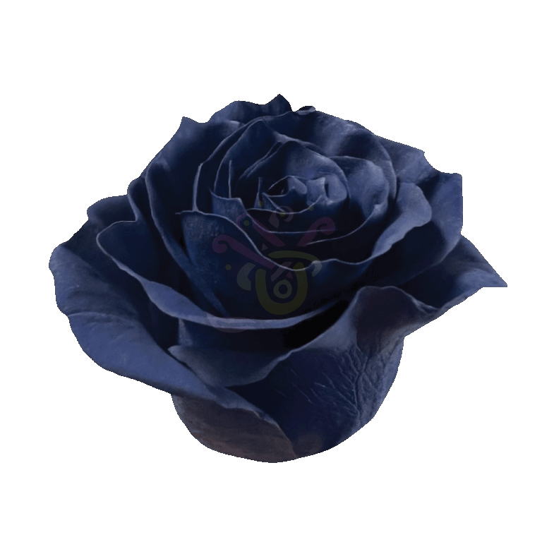 Navy Blue Tinted Roses 2