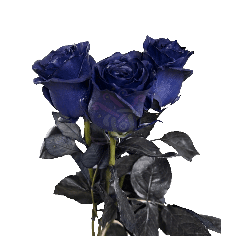 Navy Blue Tinted Roses 3