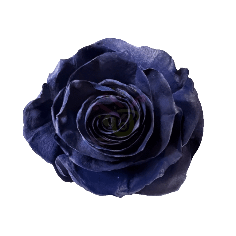 Navy Blue Tinted Roses