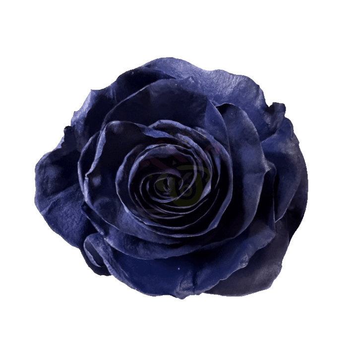Navy Blue Tinted Roses