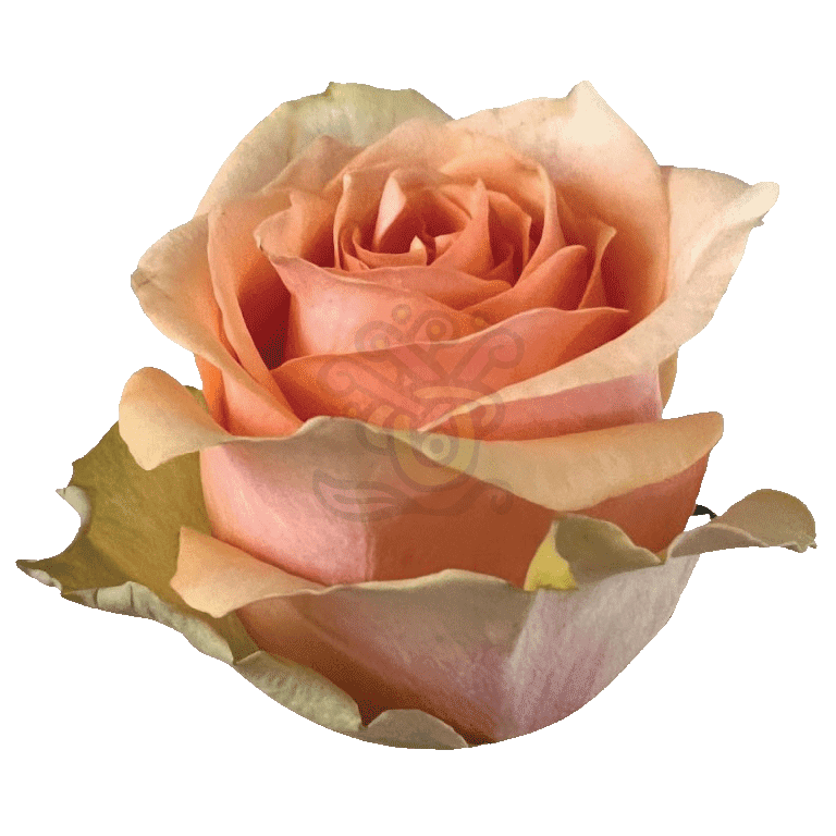 Nectarine Roses Peach 2