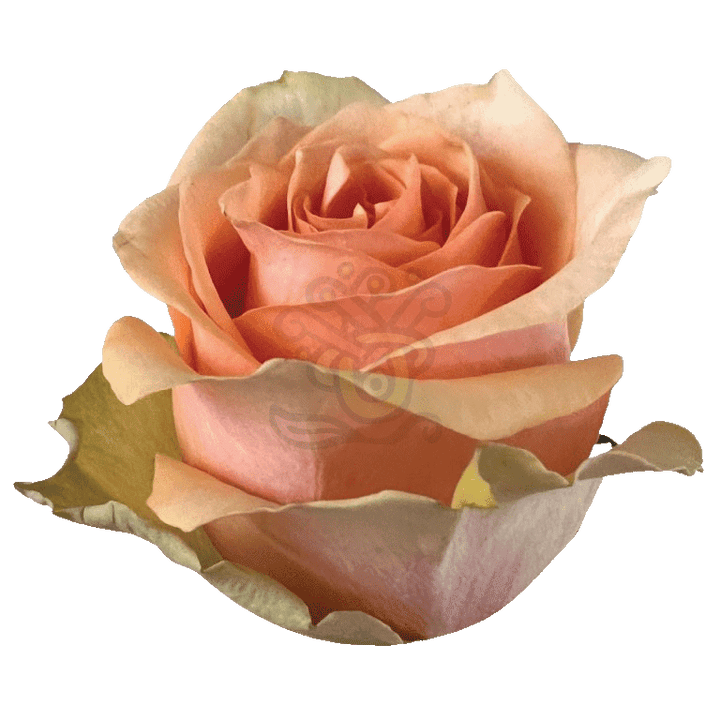 Nectarine Roses Peach 2