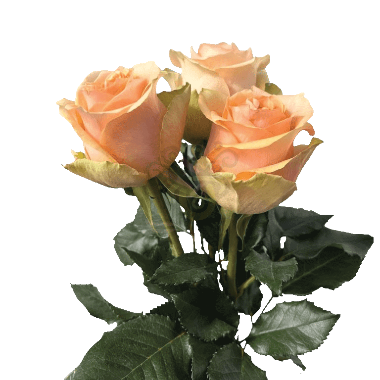 Nectarine Roses Peach 3