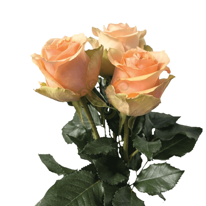 Nectarine Roses Peach 3