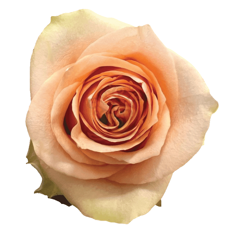 Nectarine Roses Peach