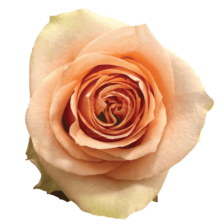 Nectarine Roses Peach
