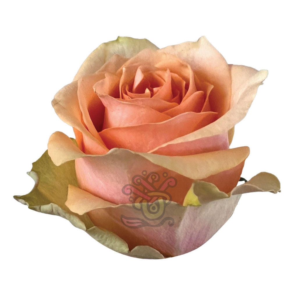 Nectarine Roses Peach • Asiri Blooms