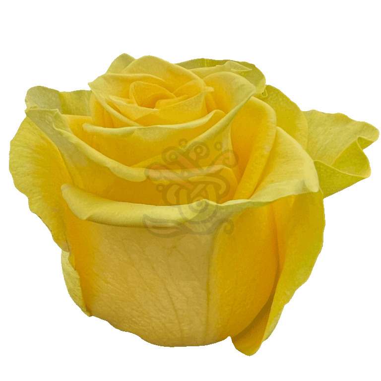New Yellow Roses Yellow 2