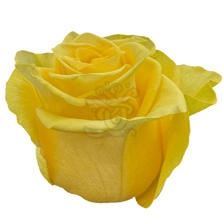 New Yellow Roses Yellow 2