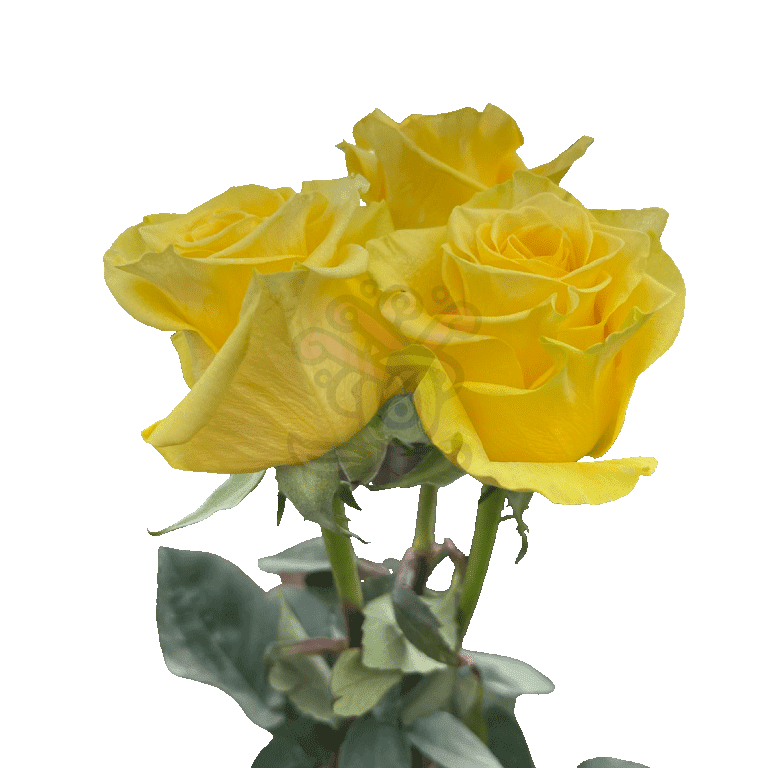 New Yellow Roses Yellow 3