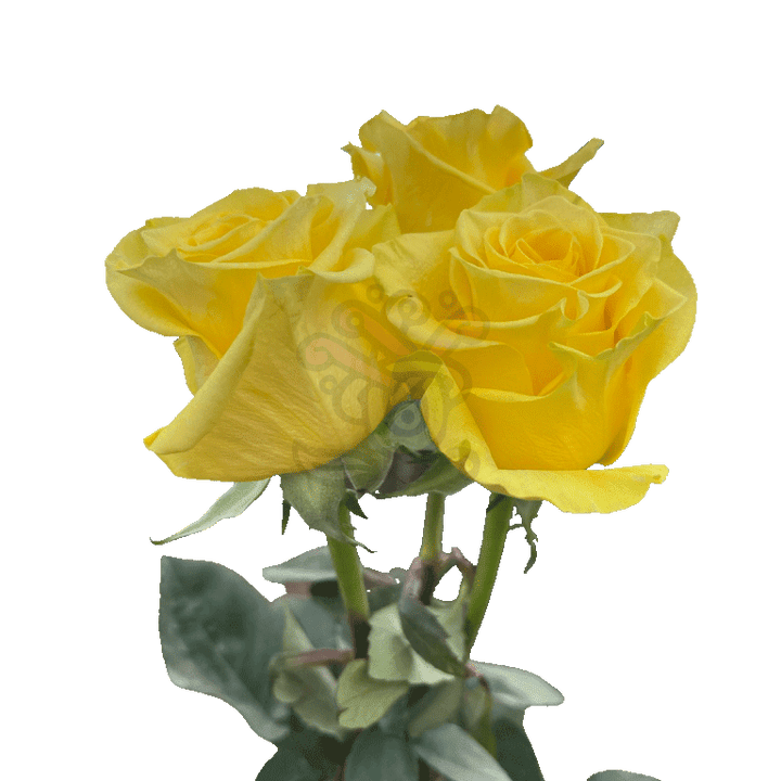 New Yellow Roses Yellow 3
