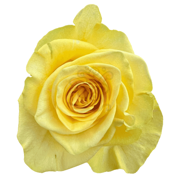 New Yellow Roses Yellow