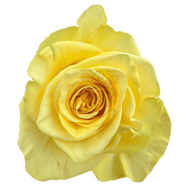 New Yellow Roses Yellow