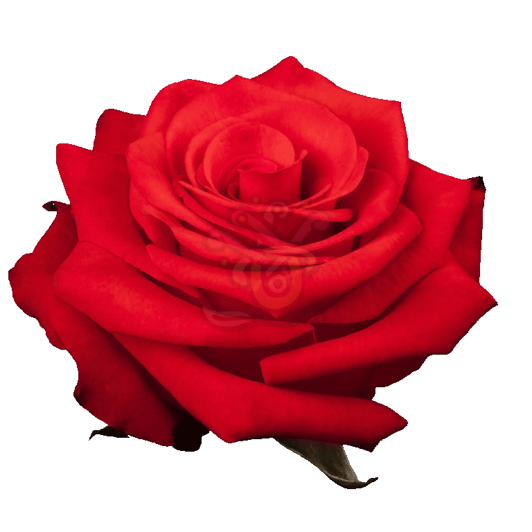 Nina Roses Orange 2
