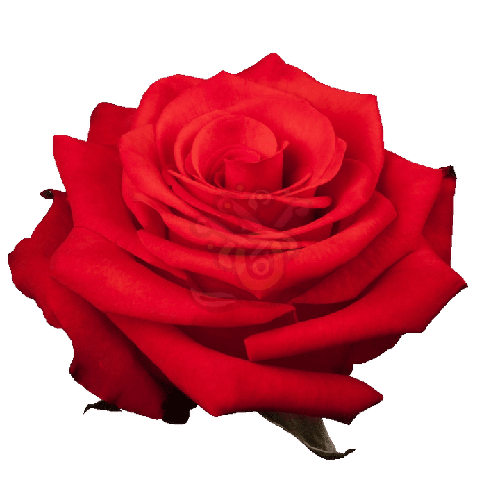 Nina Roses Orange 2