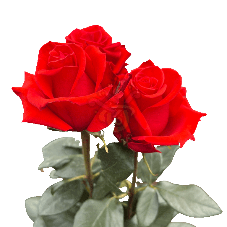 Nina Roses Orange 3