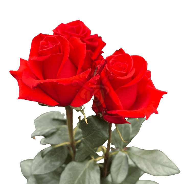 Nina Roses Orange 3