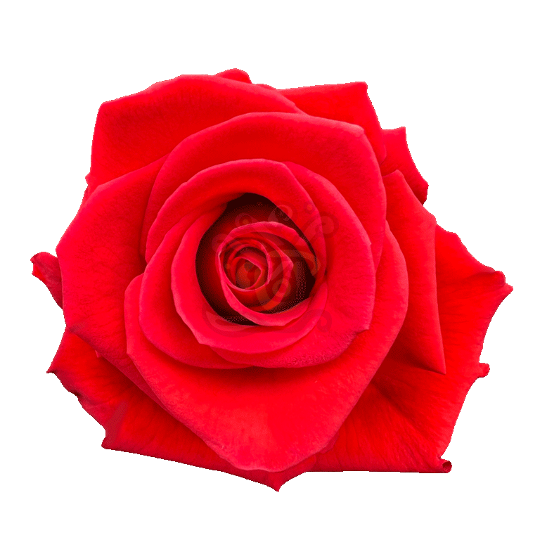 Nina Roses Orange
