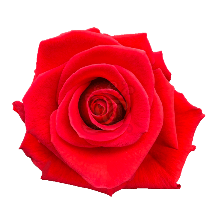 Nina Roses Orange