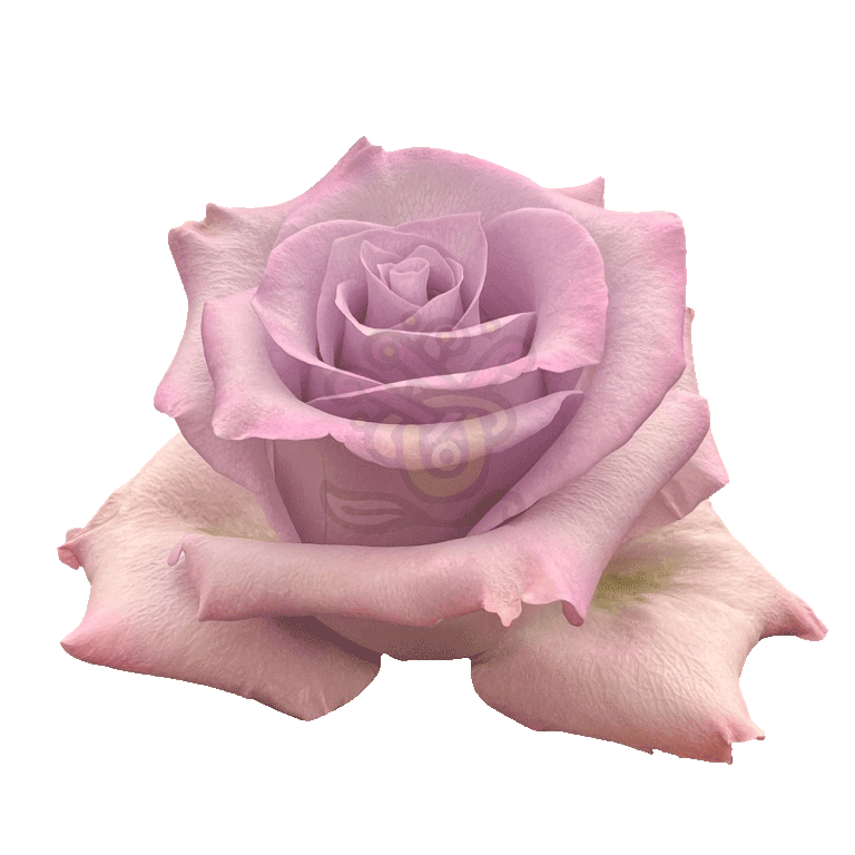 Ocean Song Roses Lavender 2