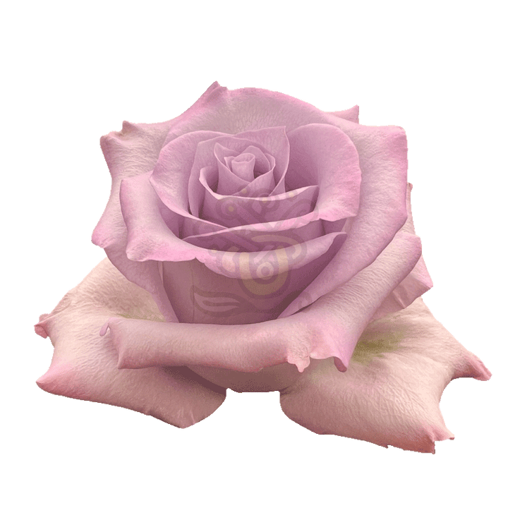 Ocean Song Roses Lavender 2