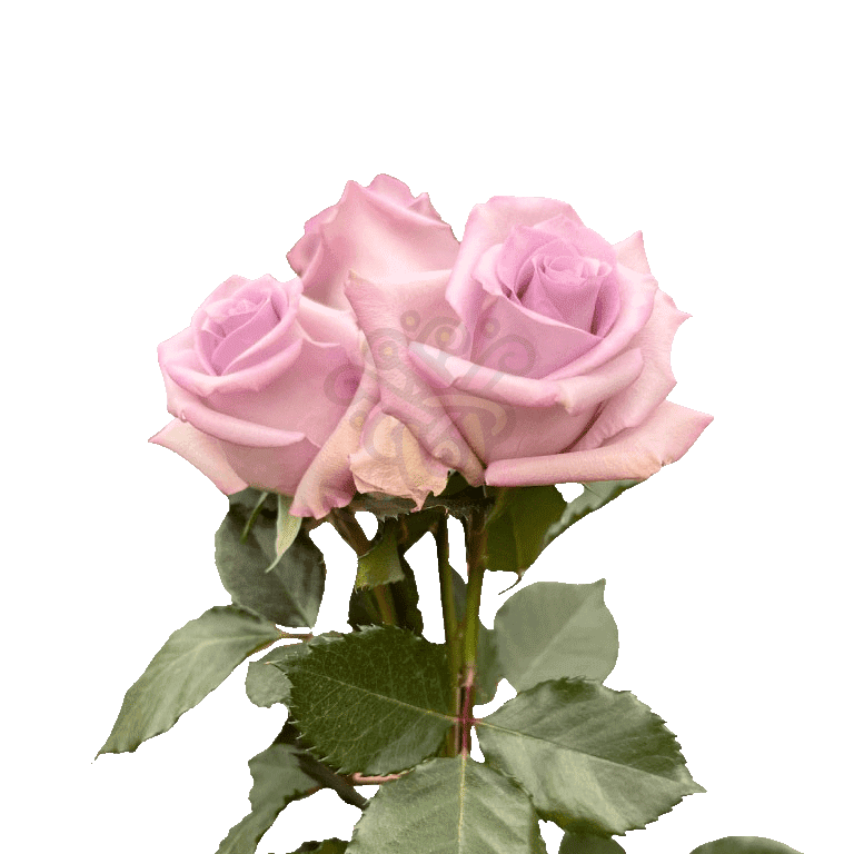 Ocean Song Roses Lavender 3