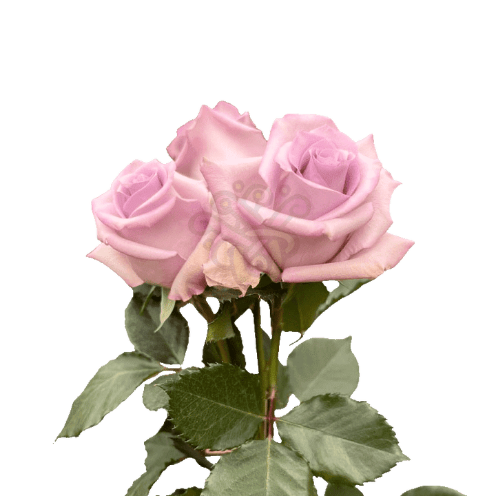 Ocean Song Roses Lavender 3