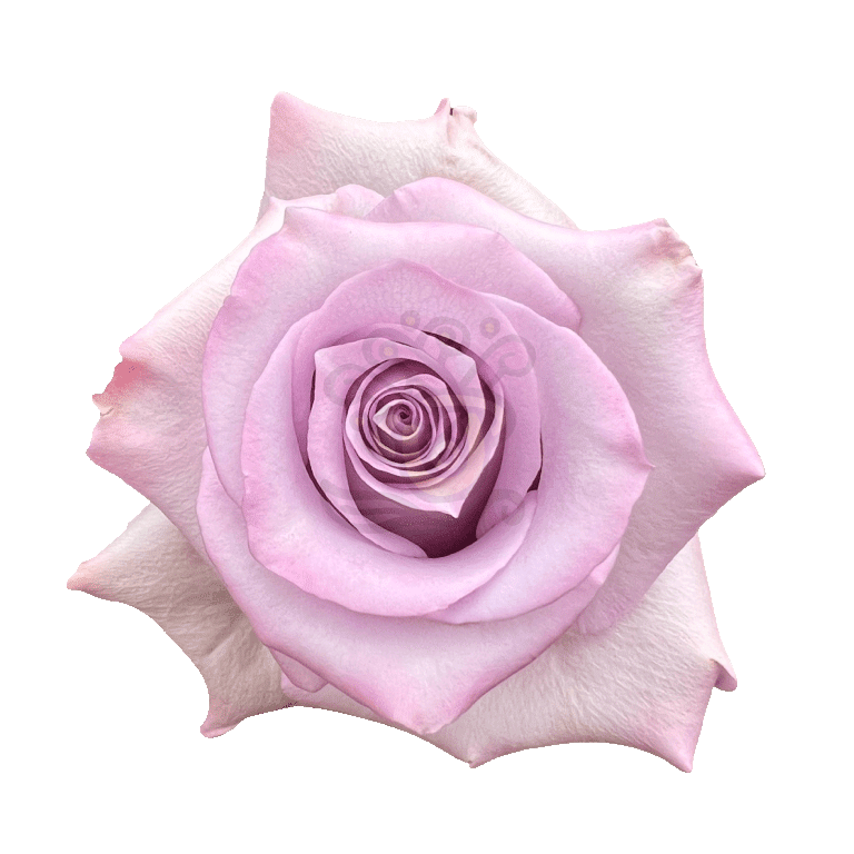 Ocean Song Roses Lavender