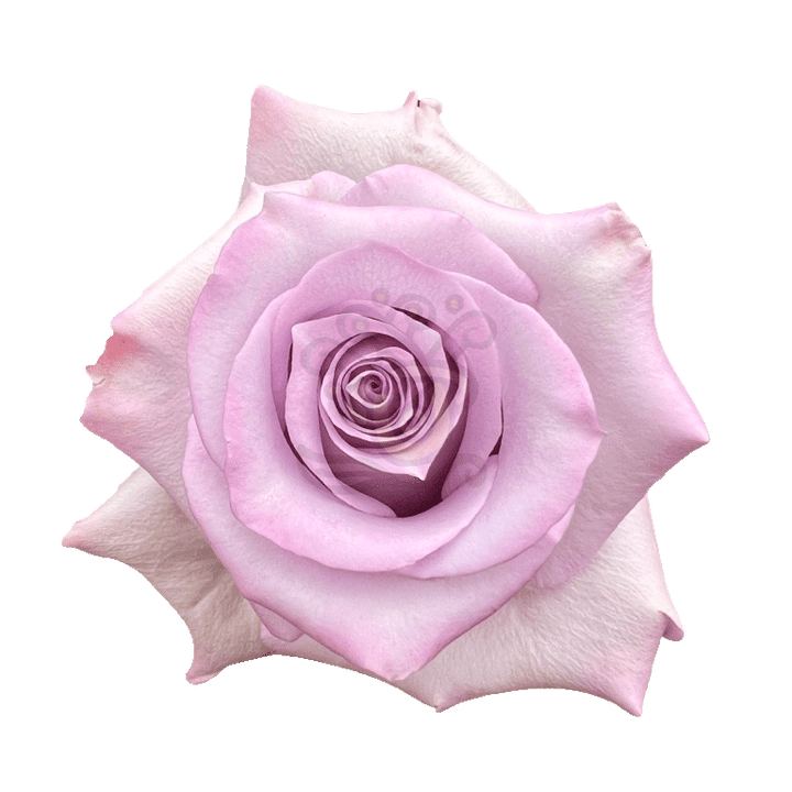 Ocean Song Roses Lavender