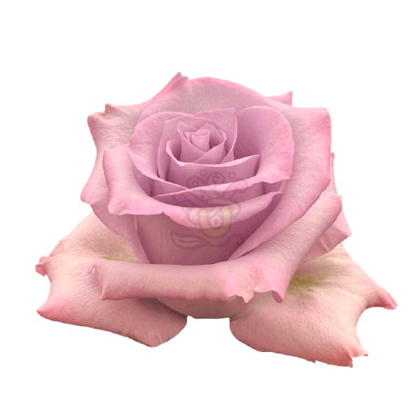 Ocean Song rose head in lavender, grown in Ecuador by Asiri Blooms