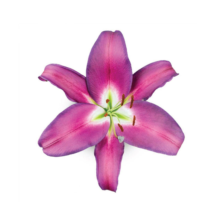 OR Lilies Adelante • Asiri Blooms